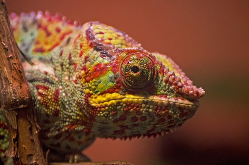 Mythical Reptiles