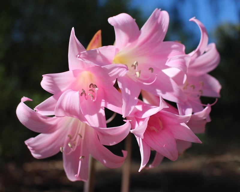 Belladonna